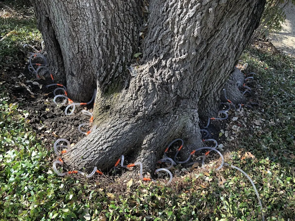 Detailed Tree Cabling and Bracing job site in Clarissa