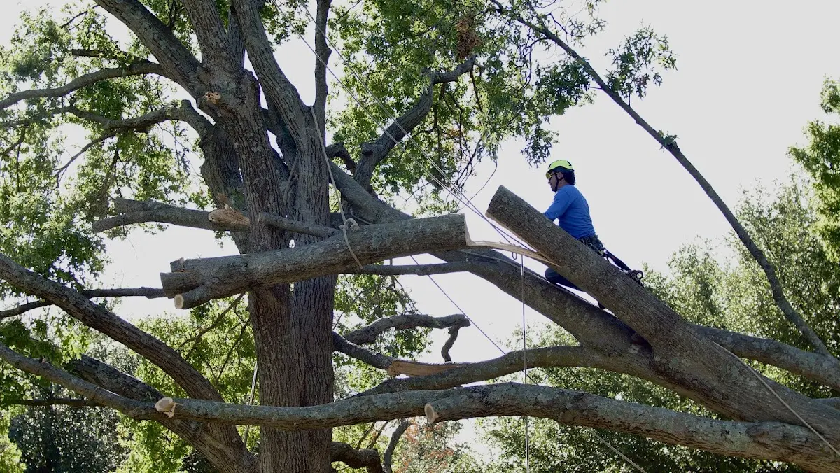 Professional Hazardous Tree Removal performed by certified arborists in Clarissa