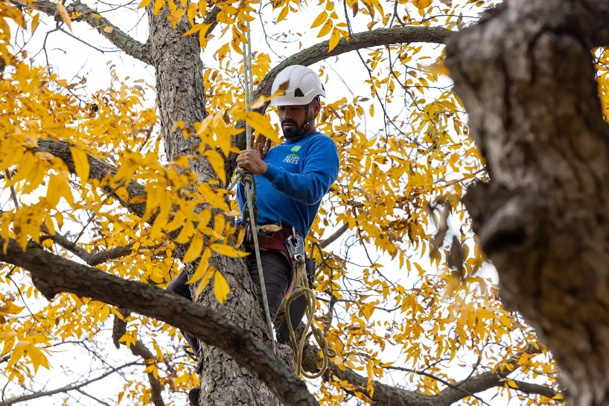 Skilled Tree Planing crew working in Clarissa
